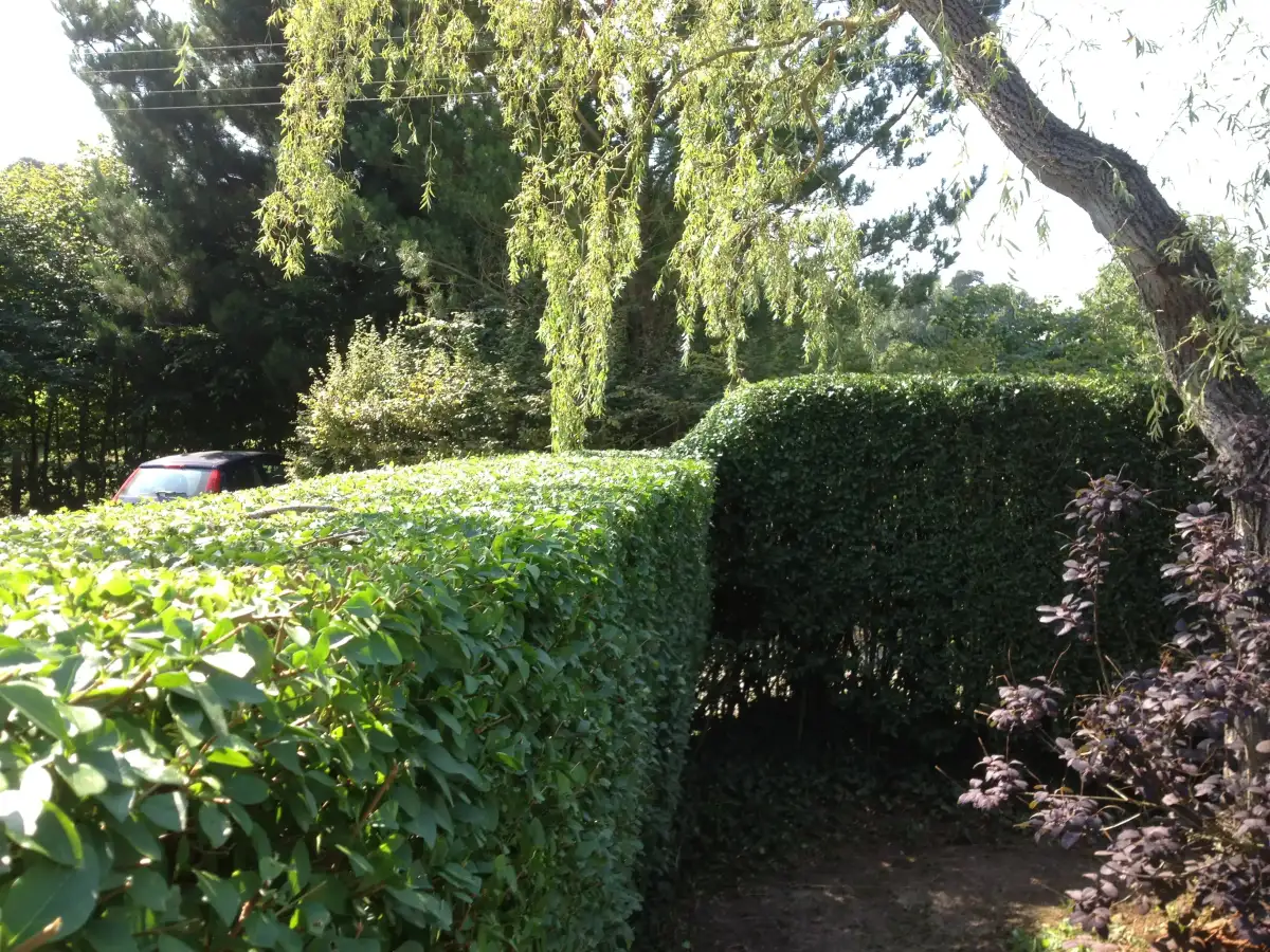 Privet hedge trimming